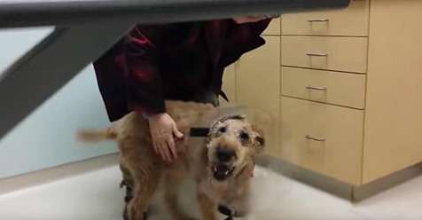 Erblindeter Hund bekommt durch chirurgischen Eingriff Augenlicht zurück und ist überglücklich, seine Familie wieder sehen zu können