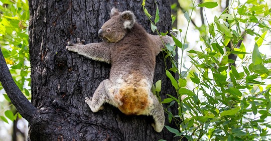 Australien: Koalabärin mit verbrannten Armen darf zurück in die Wildnis