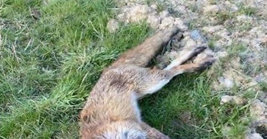 Wilderei-Verdacht in Kleckewitz: Fußgänger entdecken toten Fuchs ohne Kopf