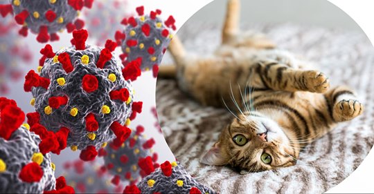 Katzen können sich mit Corona infizieren - unter bestimmten Umständen