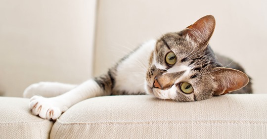 Wie sehen Katzen, warum schnurren sie? 7 Katzen-Fakten
