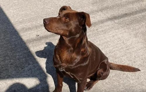 Hoffnungsvoller streunender Hund wartete fast ein ganzes Leben lang und beobachtete dabei die vorbeifahrenden Autos auf einer einsamen Straße, bis ihm endlich von einer Rettungsorganisation geholfen wurde