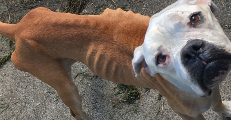 Dreifache Mutter bekommt lebenslängliches Haustier Verbot: Ließ Hündin „Bella“ verhungern