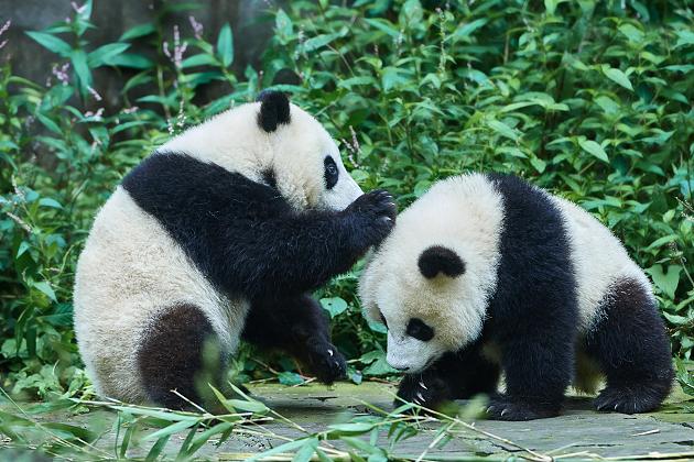 Zehn Jahre lang versucht, in Corona-Quarantäne klappte es: Pandas in Zoo pflanzen sich fort