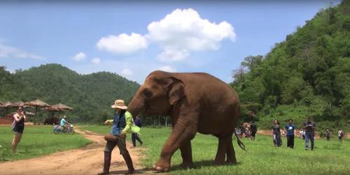  Elefantenmutter nimmt die Pflegerin mit, um Neugeborenes zu sehen und bittet sie um ein Schlaflied