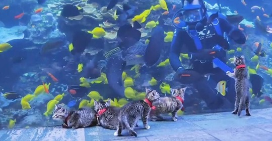 Faszination Fische: Fünf Kätzchen besuchen Aquarium