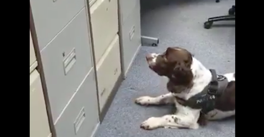 Besonderes Talent: Polizeihund lernt, verstecktes Toilettenpapier zu erschnüffeln