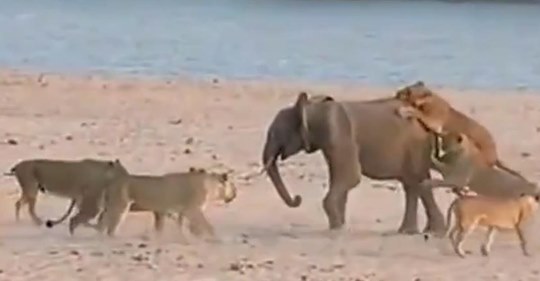 Heldenhaftes Elefantenbaby schlägt 14 hungrige Löwen in die Flucht