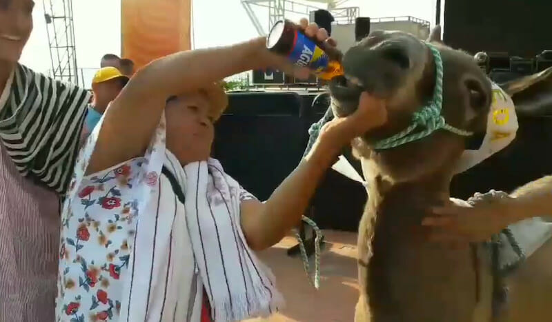 Esel wird gezwungen, Bier durch die Nase zu trinken: 'Belohnung' für Rennsieg – Internet wütet