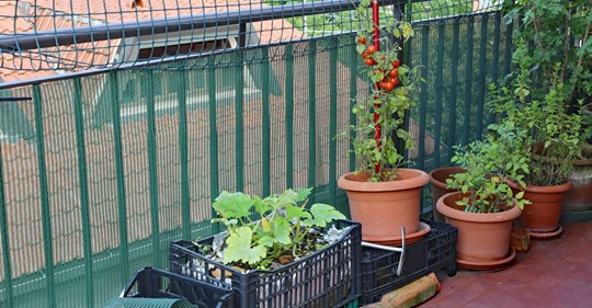 Gemüse auf dem Balkon anpflanzen: Diese 5 Sorten sind geeignet