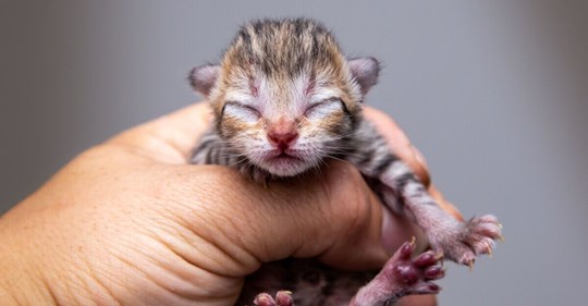 Er rettet ein Kätzchen: Im Tierheim schlagen sie die Hände über dem Kopf zusammen