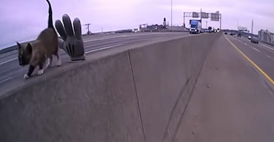 Polizist rettet ein Kätzchen von der Autobahn und steht plötzlich vor der Qual der Wahl