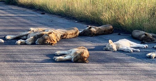 Seltene Raubkatzen: Shutdown in Südafrika lockt weiße Löwen vor die Kamera
