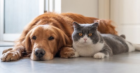Hund und Katze aneinander gewöhnen: Das sollten Sie beachten