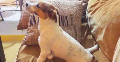 Der Jack Russell Terrier Maylo schaut sich einen Horrorfilm an und seine Reaktion auf den gruseligen Teil ist einfach nur süß