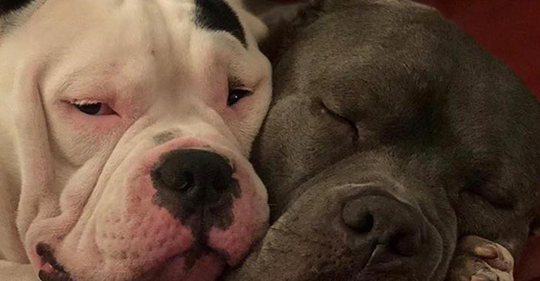 Tierische Freundschaft: Hunde spenden einander Trost, nachdem Herrchen bei Unfall ums Leben kam
