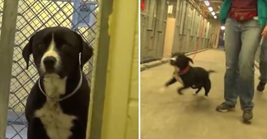 Ein Hund aus einem Tierheim merkt, dass er adoptiert wird und hüpft in diesem sentimentalen Moment buchstäblich vor Freude