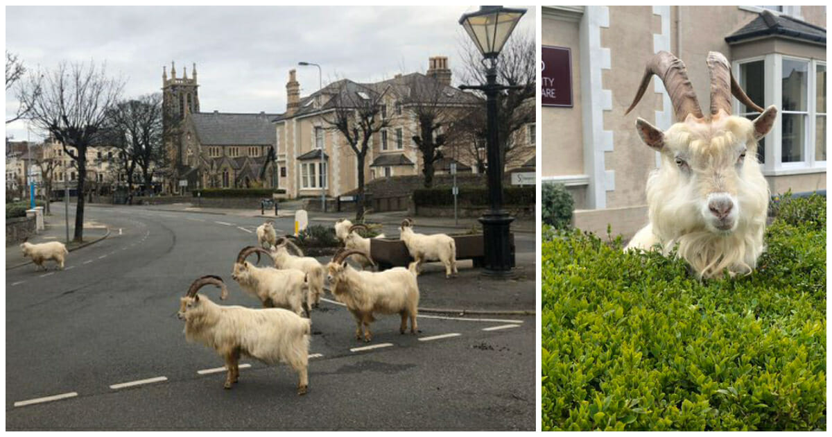 Während alle Menschen wegen Corona in ihren Häusern sind, erobern Ziegen eine walisische Stadt