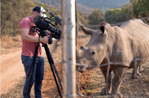 Wildes Nashornbaby nähert sich an Filmemacher, um sich den Bauch reiben zu lassen