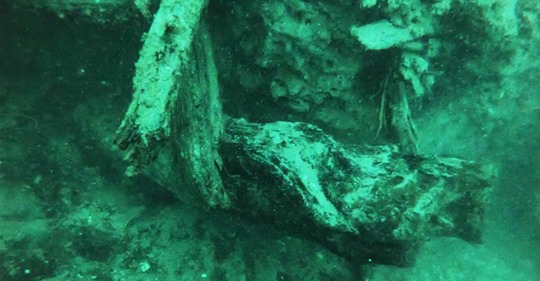60.000 Jahre alter Unterwasserwald: Forscher entdecken bisher unbekannte Bakterien