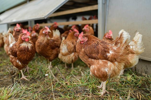 Hunderte Hühner abgeschlachtet: Ist ein Serienkiller am Werk?
