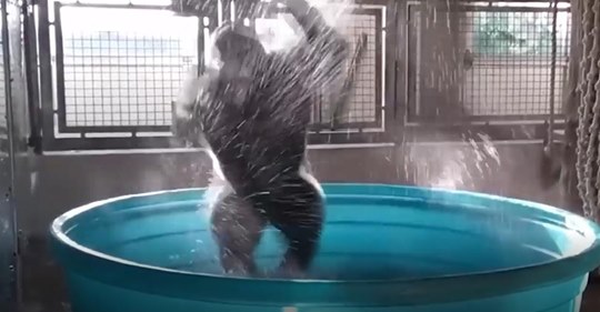 Tierpfleger schenken Gorilla einen Swimmingpool   der dreht durch vor Freude