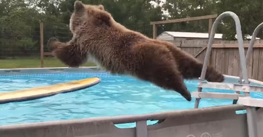 Ein Grizzlybär macht einen Bauchklatscher in den Pool und strahlt dann stolz in die Kamera