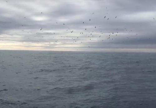 Mann in Alaska filmt Möwen und wird von Walen überrascht