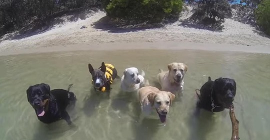 Video zeigt Hunde und eine Katze am Strand in einer lustigen Version von Pharrell Williams 