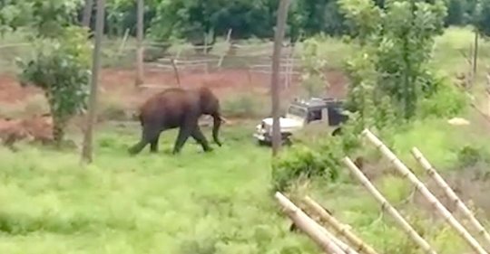 Wildhüter versuchen Elefant mit Böllern in den Wald zu treiben - ein Fehler