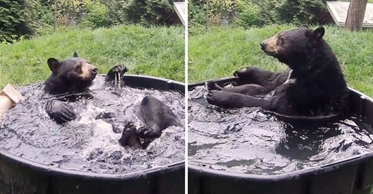 Tierischer Badespaß: Schwarzbär Takoda planscht in der Wanne