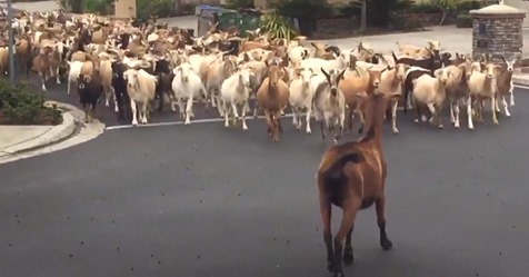 Ziegeninvasion im Wohngebiet: Flüchtige Herde sorgt für Chaos in Kalifornien