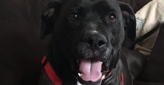 Nach 848 Tagen im Tierheim: Hund findet endlich ein Zuhause
