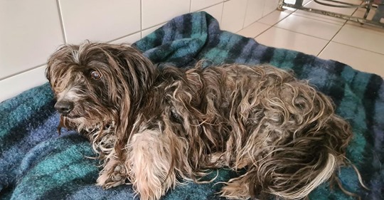 Tierheim findet schwerverletzten Hund - und steht vor einem Rätsel