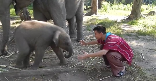 Ein Mann öffnet seine Arme, um ein Elefantenbaby zu umarmen und bekommt am Ende mehr, als er sich erhofft