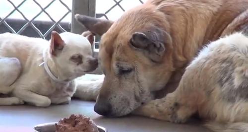 Ältere Hunde, die im Tierheim abgegeben worden sind, finden endlich ein neues gemeinsames Zuhause