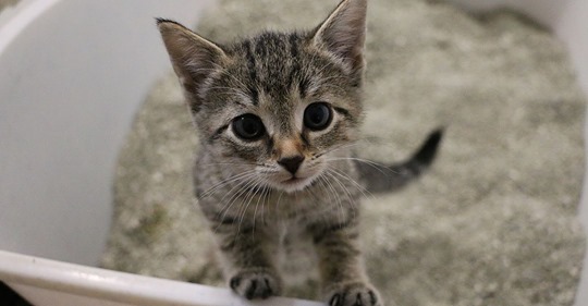 Baby Katze sollte in Müllpresse sterben und miaute um Hilfe