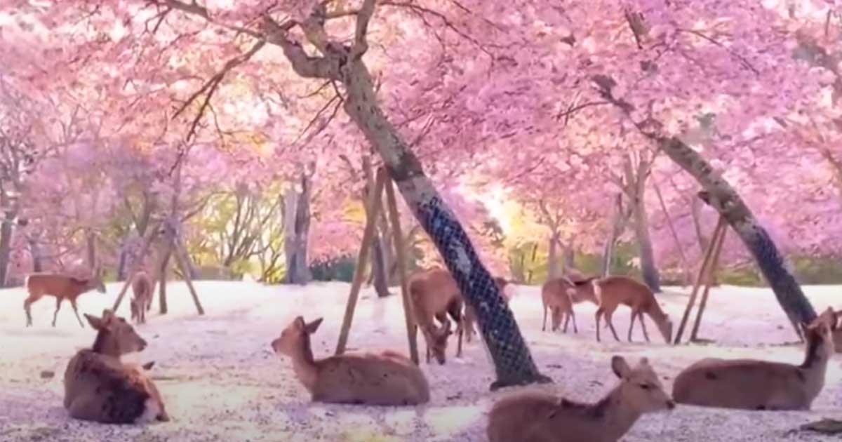 Hirsche können unbeschwert im rosa Regen der Kirschblüten in Japan leben – keine Touristen wegen Pandemie