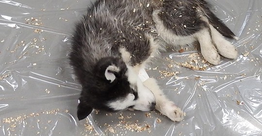 Herzzerreißendes Video: Husky-Mutter begräbt ihr totes Baby