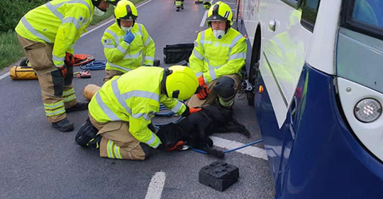 Feuerwehr gibt alles, um Hund unter Bus zu befreien