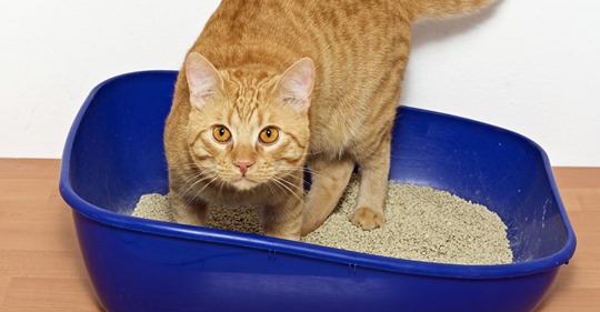 9 Möglichkeiten, wie Sie Katzenstreu zweckentfremden können
