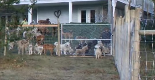 Beim Nachbarn stehen 45 Straßenhunde vor der Tür: Der Grund ist umwerfend!