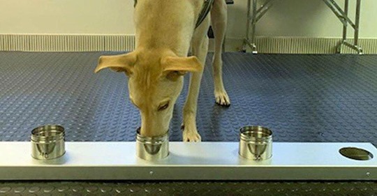 Fast so zuverlässig wie PCR Test: Hunde können Corona erschnüffeln