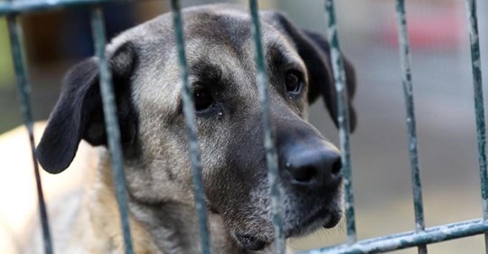 Gerichtsvollzieher pfänden Hunde und verkaufen sie für 2,50 Euro im Internet