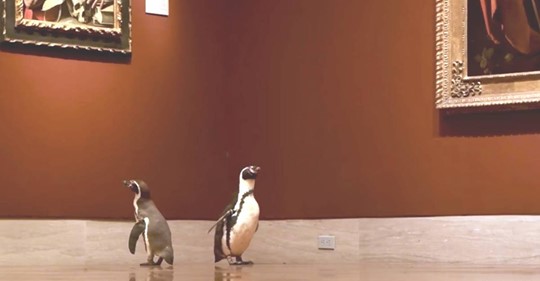 Willkommene Abwechslung: Pinguine unternehmen Ausflug ins Museum