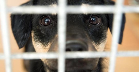 Besitzer starb in Wuhan: Loyaler Hund wartet drei Monate in Krankenhaus auf Herrchen