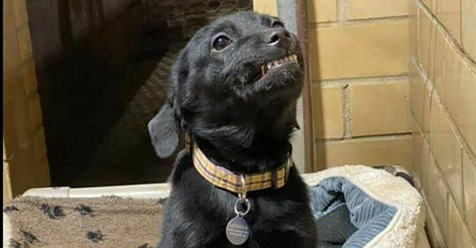 Süßes Hundebaby zeigt seine schönen Zähne, um endlich adoptiert zu werden