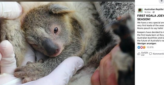 Erstes Koala-Baby nach den verheerenden Buschbränden in Australien geboren