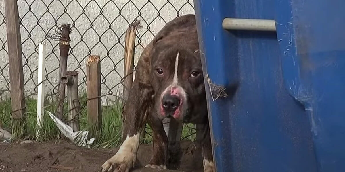 Kinder bewerfen streunenden Pitbull mit Steinen: Verängstigter Hund bekommt neues Zuhause