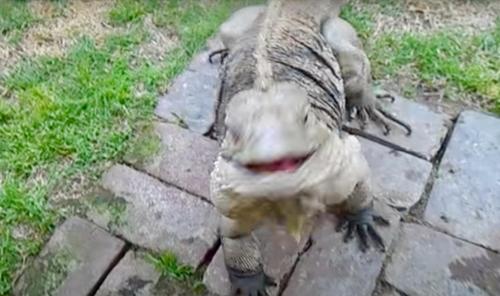 Mensch kehrt von der Arbeit nach Hause zurück und sein Leguan begrüßt ihn, so wie ein Hund